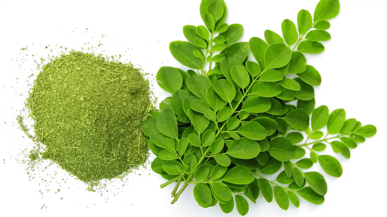 Moringa Benefits: Traditional Medicine