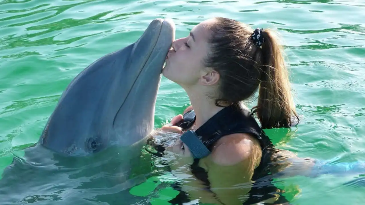 Discover Key West's Dolphin Delight