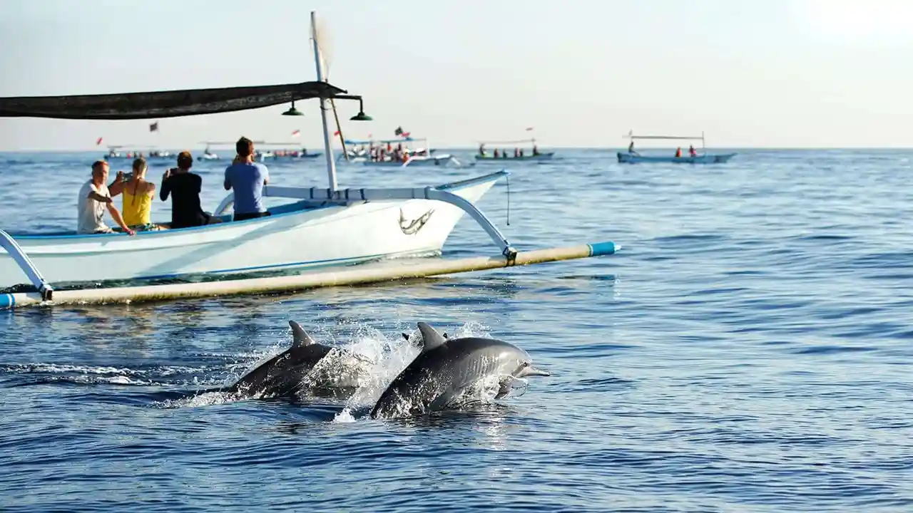 Explore Marine Paradise - Encounter Dolphins in Lovina Beach
