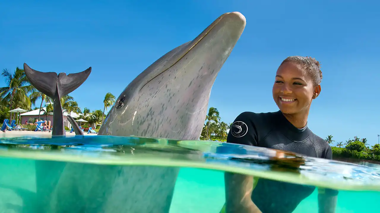 Dive into Adventure: Top 10 Beaches for Dolphin Encounters and More