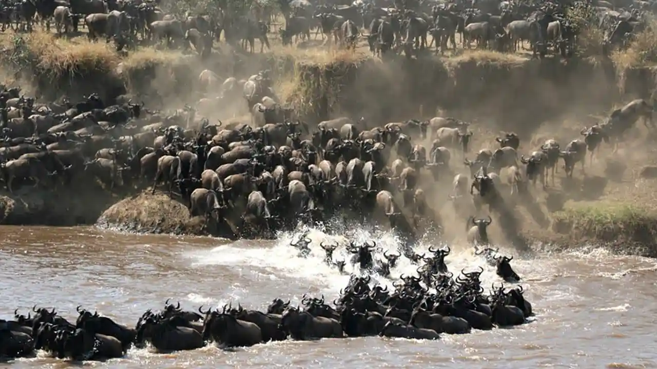 The Pulse of the Wild - Witnessing the Great Migration at Serengeti