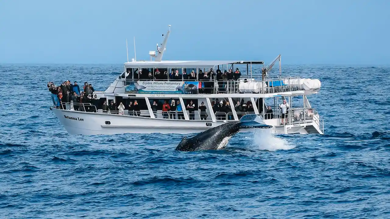 Wildlife Odyssey - 11 Must-Take Wildlife Cruises Offering Spectacular Views