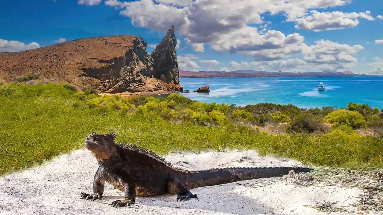 Embarking on Evolution - Wildlife Cruises Through the Galapagos Archipelago
