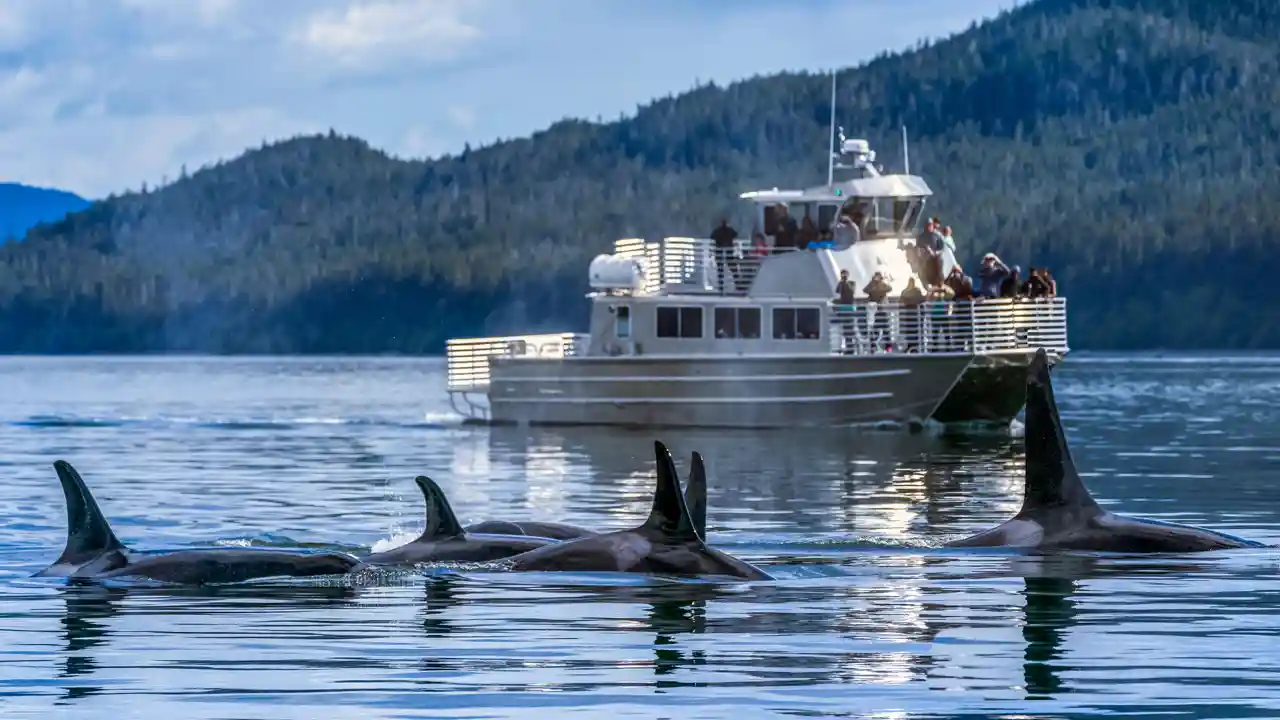 Alaska Wonders - Wildlife Cruises Into the Heart of the Frontier
