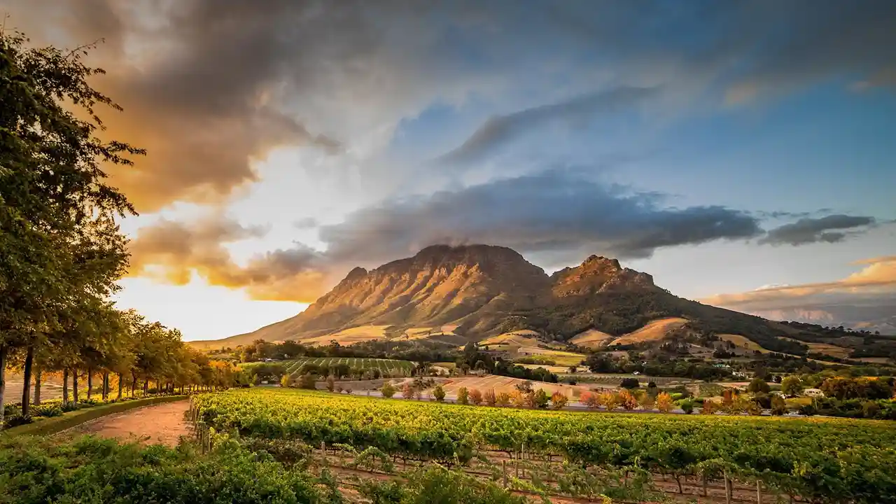 Tour the Winelands of South Africa
